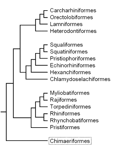 chimera chondrichthyes