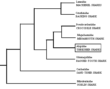 Cladogram of the lamnoid 
sharks showing the position 
of the thresher sharks