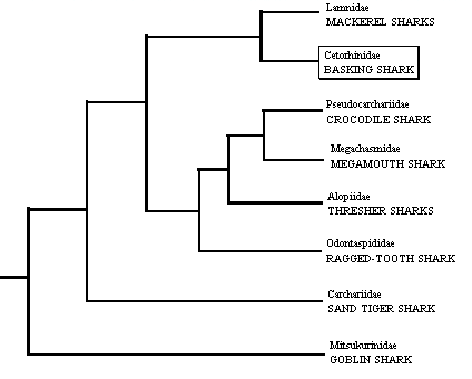 Cladogram of the lamnoid 
sharks showing the position 
of the Basking Shark