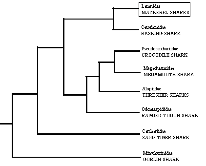 Cladogram of the lamnoid 
sharks showing the position 
of the lamnid sharks