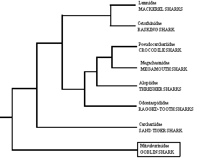 Cladogram of the lamnoid
sharks showing the position 
of the Goblin Shark