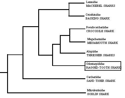 Cladogram of the lamnoid 
sharks showing the position 
of the ragged-tooth sharks
