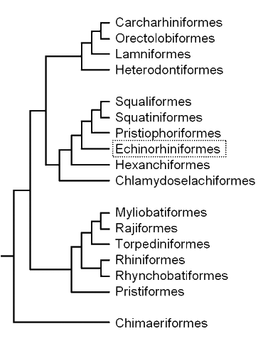 Cladogram of elasmobranch 
groups, showing the position 
of the bramble sharks