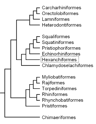 Cladogram of elasmobranch 
groups, showing the position 
of the cow sharks