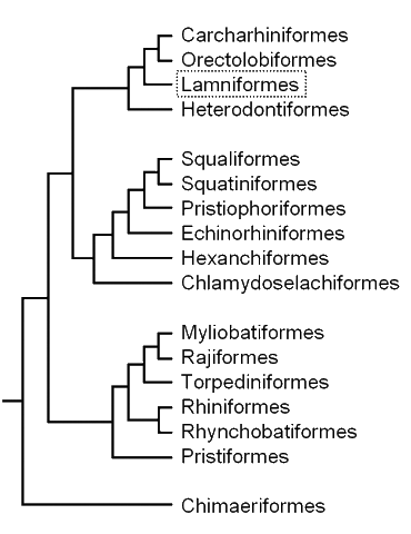 Cladogram of elasmobranch 
groups, showing the position 
of the mackerel sharks