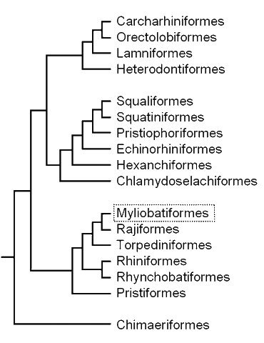 Cladogram of the batoids,