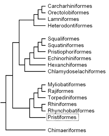 Cladogram of the batoids,
showing the position 
of the sawfishes
