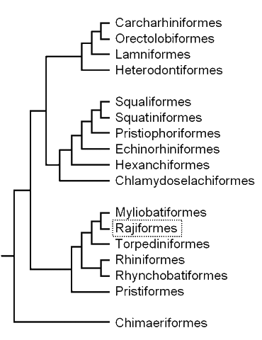 Cladogram of the batoids,