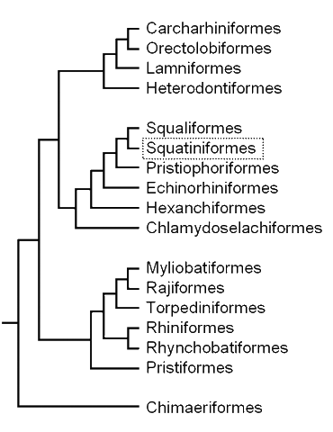 Cladogram of elasmobranch 
groups, showing the position 
of the angel sharks