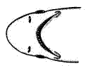 Ventral view of the
head of the Prickly Shark
(Echinorhinus cookei)