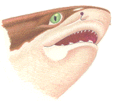 Broadnose Sevengill Shark (Notorynchus cepedianus)