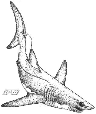 shortfin mako shark drawing