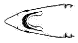 Ventral view of the
head of the Shortfin Mako
(Isurus oxyrinchus)