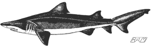 Bumpytail Ragged-tooth Shark (Odontaspis ferox)