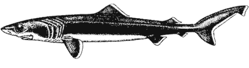 Crocodile Shark (Pseudocarcharias kamoharai)
