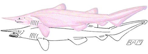 Goblin Shark (Mitsukurina owstoni) as it might appear in life, with jaws extended, and showing its pink coloration