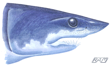 Portrait of a Shortfin Mako Shark (Isurus oxyrinchus)