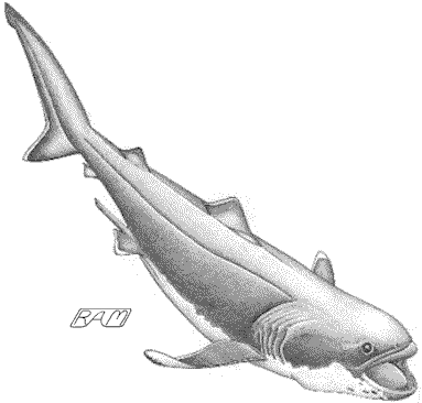 Megamouth Shark (Megachasma pelagios), 
feeding with jaws extended