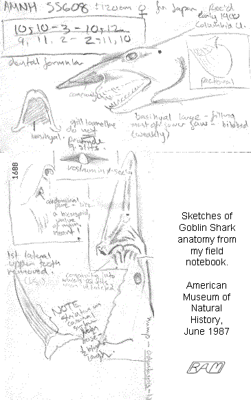 shark internal diagram showing the evolution of