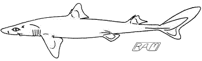 Spiny Dogfish (Squalus acanthius)
