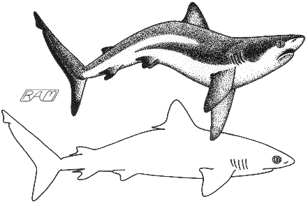 Agonistic display of the Grey Reef Shark (Carcharhinus amblyrhynchos)