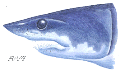 Portrait of the Shortfin Mako (Isurus oxyrhinchus)