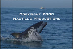 Breaching White Shark © Nautilus Productions