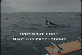 Decoy being towed © Nautilus Productions