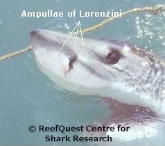 ampullae of lorenzini in sharks