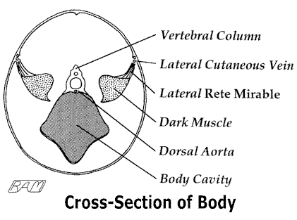 shark circulatory system